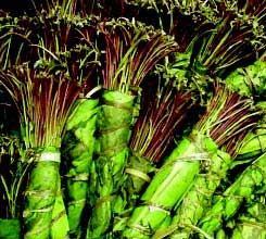 clarkston khat