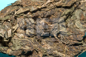 Clarkston Marijuana